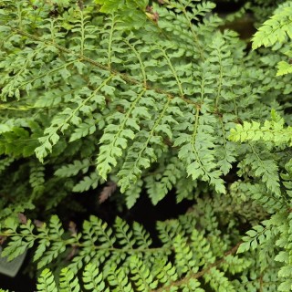 Polystichum setiferum 'Herrenhausen' - divided leaves
