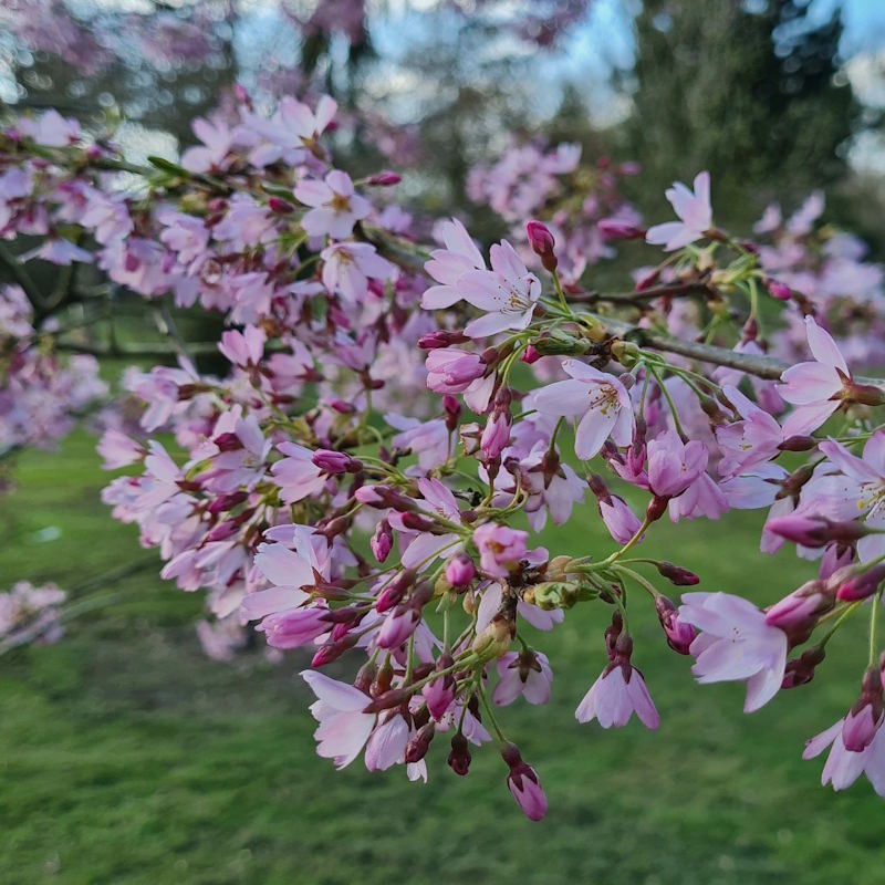 Prunus pendula 'Stellata' - flowers