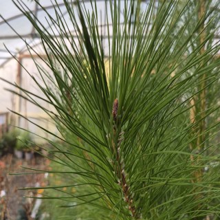 Pinus radiata - green needles