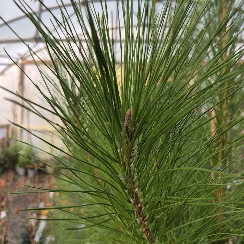 Pinus radiata - green needles
