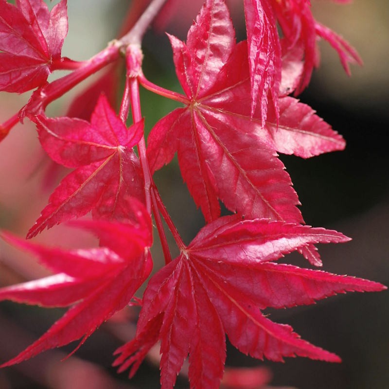 Acer palmatum 'Shishio Improved'
