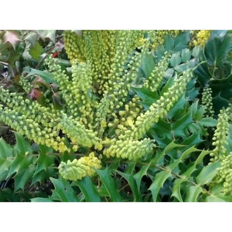 Mahonia japonica - flowers