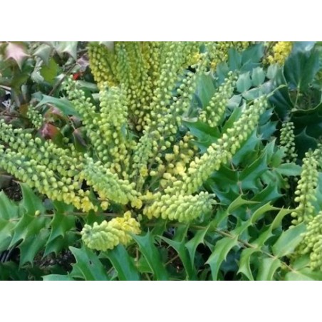 Mahonia japonica - flowers