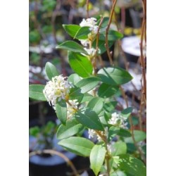 Osmanthus x burkwoodii