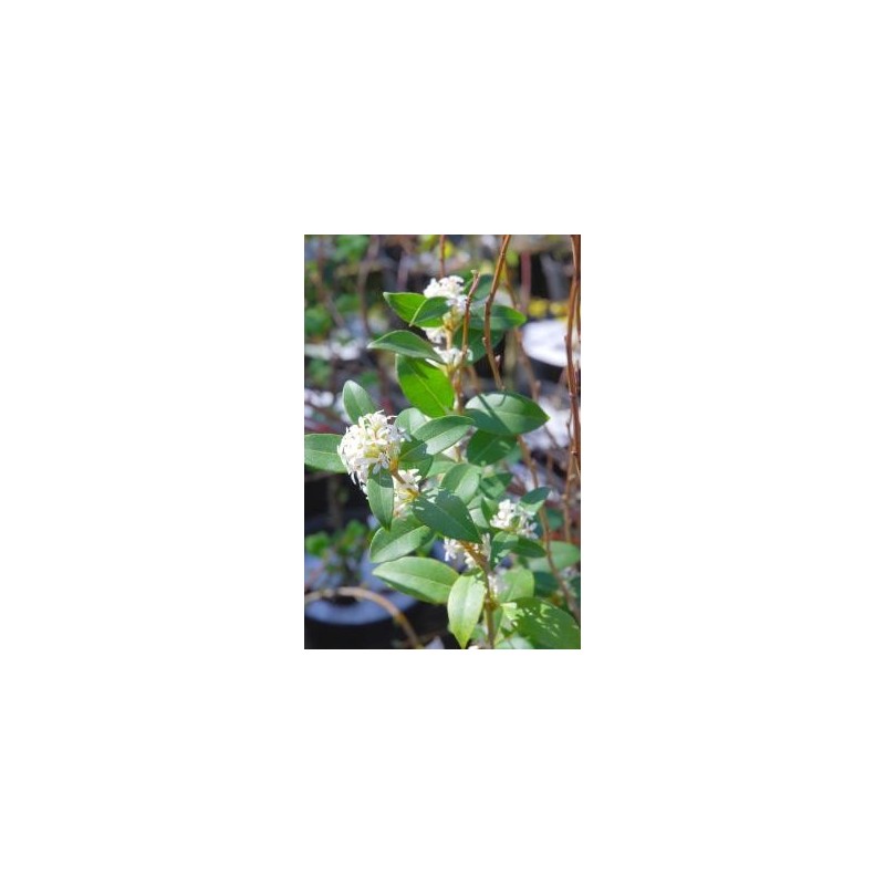 Osmanthus x burkwoodii