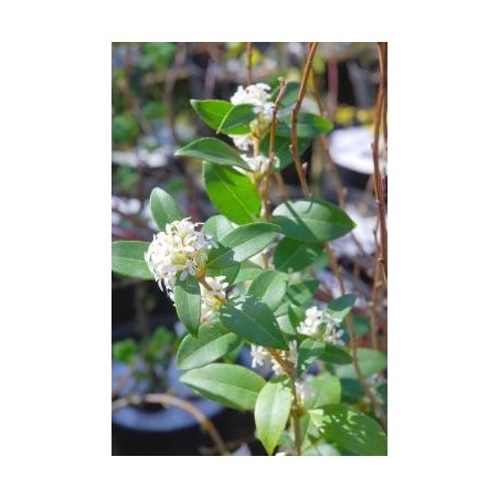 Osmanthus x burkwoodii