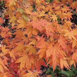 Acer palmatum 'Herbstfeuer'