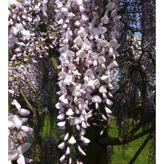 Wisteria floribunda 'Kimono' - flowers