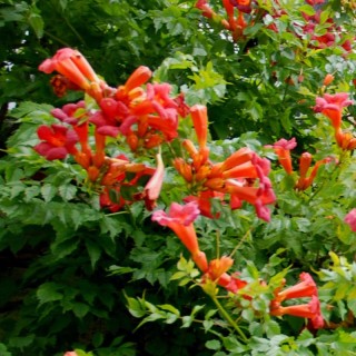 Campsis grandiflora 'Tropical Summer' - flowers