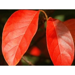 Nyssa sinensis - autumn colour