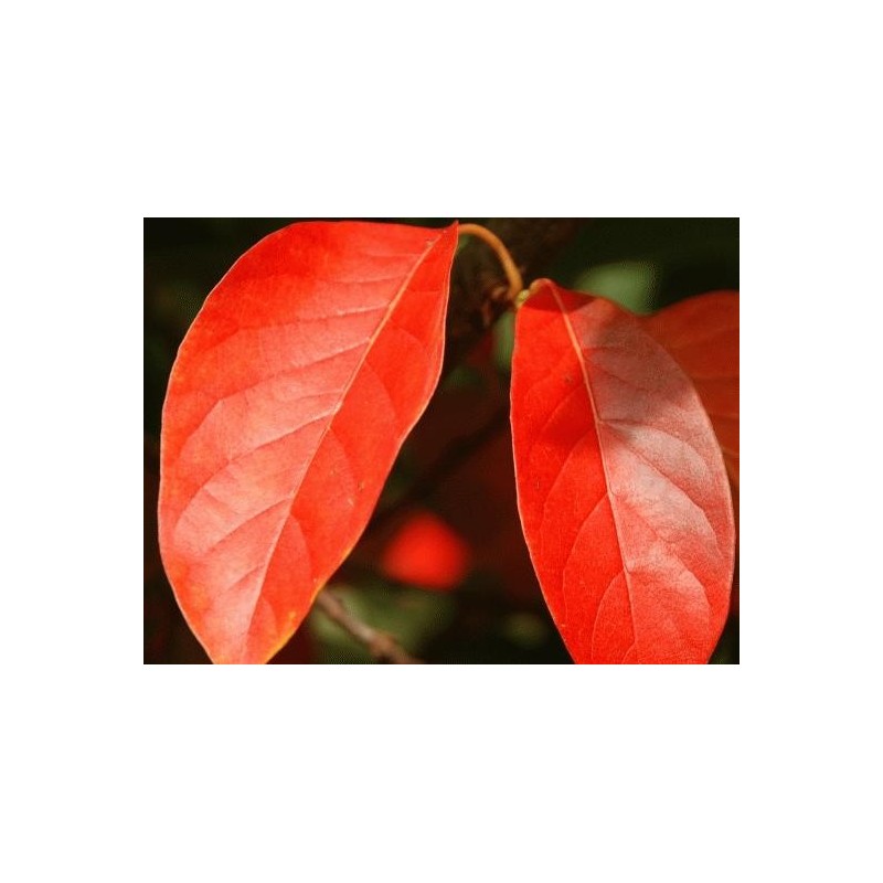 Nyssa sinensis - autumn colour