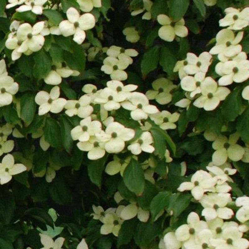 Cornus kousa 'Rasen' - flower bracts