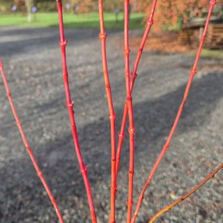 Acer palmatum 'Winter Flame' - red winter stems