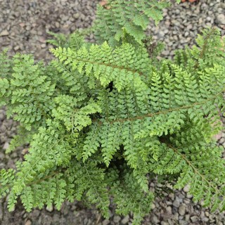 Polystichum setiferum 'Plumosum Densum' - fronds