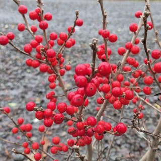 Ilex verticillata 'Jingle Bells' - berries in December