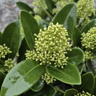 Skimmia japonica 'Finchy' - flowers