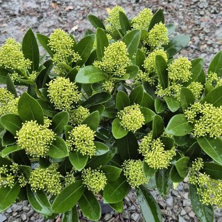 Skimmia japonica ‘Finchy’ - established plant