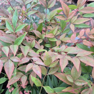 Nandina domestica 'Gulf Stream' - leaves in autumn