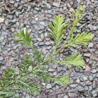 Sequoia sempervirens 'Martin' - winter foliage colour