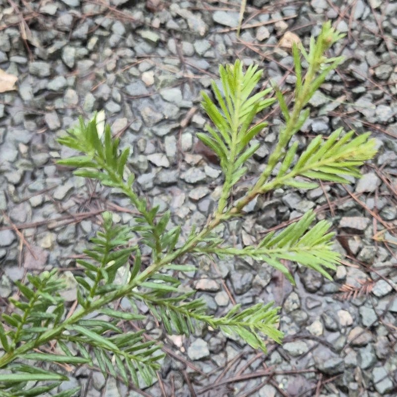 Sequoia sempervirens 'Martin' - winter foliage colour