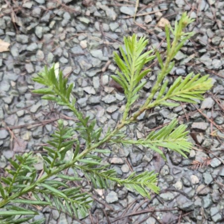 Sequoia sempervirens 'Martin' - winter foliage colour