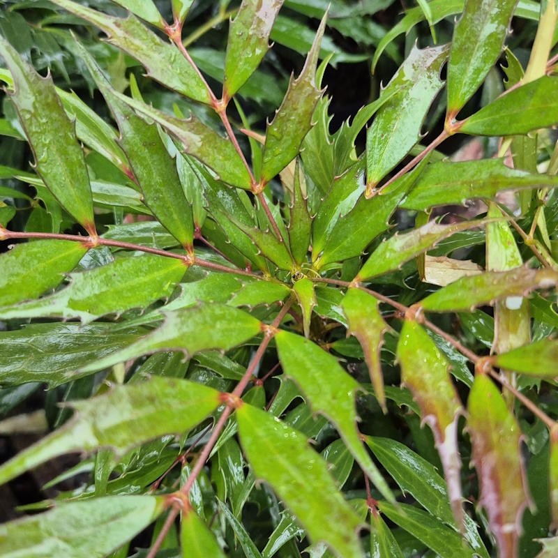 Mahonia 'Meteor' - foliage in autumn.
