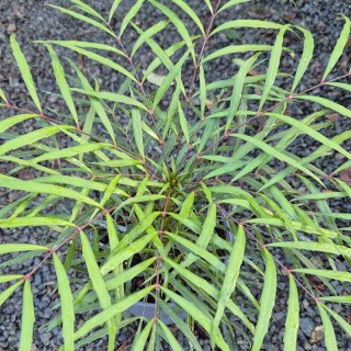Mahonia eurybracteata 'Soft Caress' - leaves in autumn
