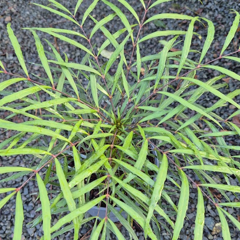 Mahonia eurybracteata 'Soft Caress' - leaves in autumn