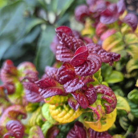 Leucothoe axillaris 'Curly Gold'  - close up