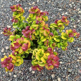 Leucothoe axillaris 'Curly Gold' - established plant