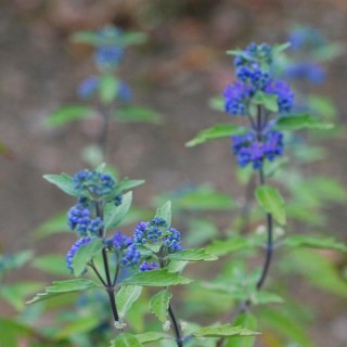 Caryopteris x clandonensis 'Grand Bleu' - flowers in late summer