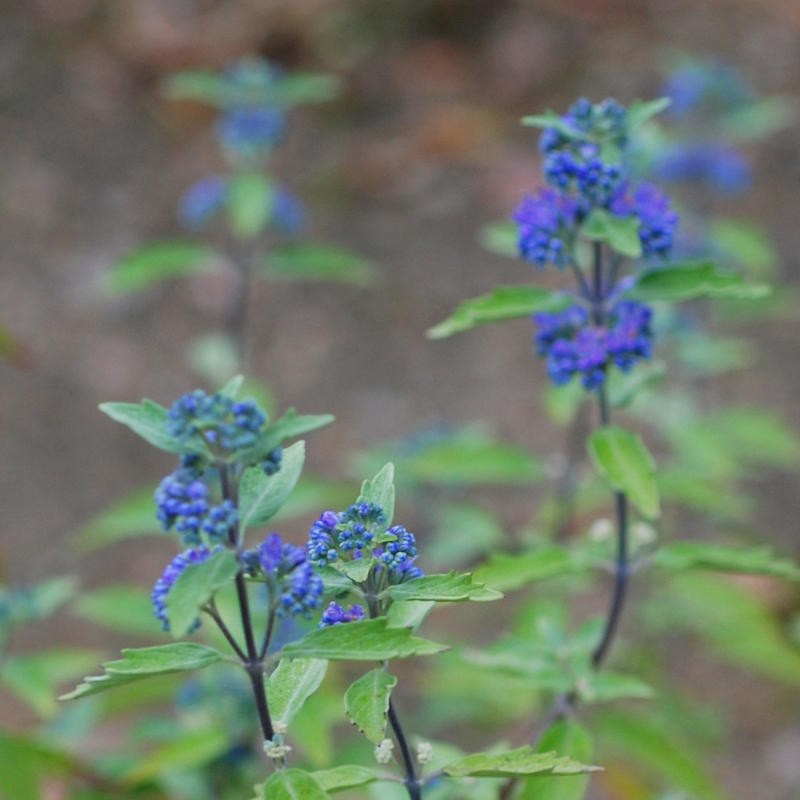 Caryopteris x clandonensis 'Grand Bleu' - flowers in late summer