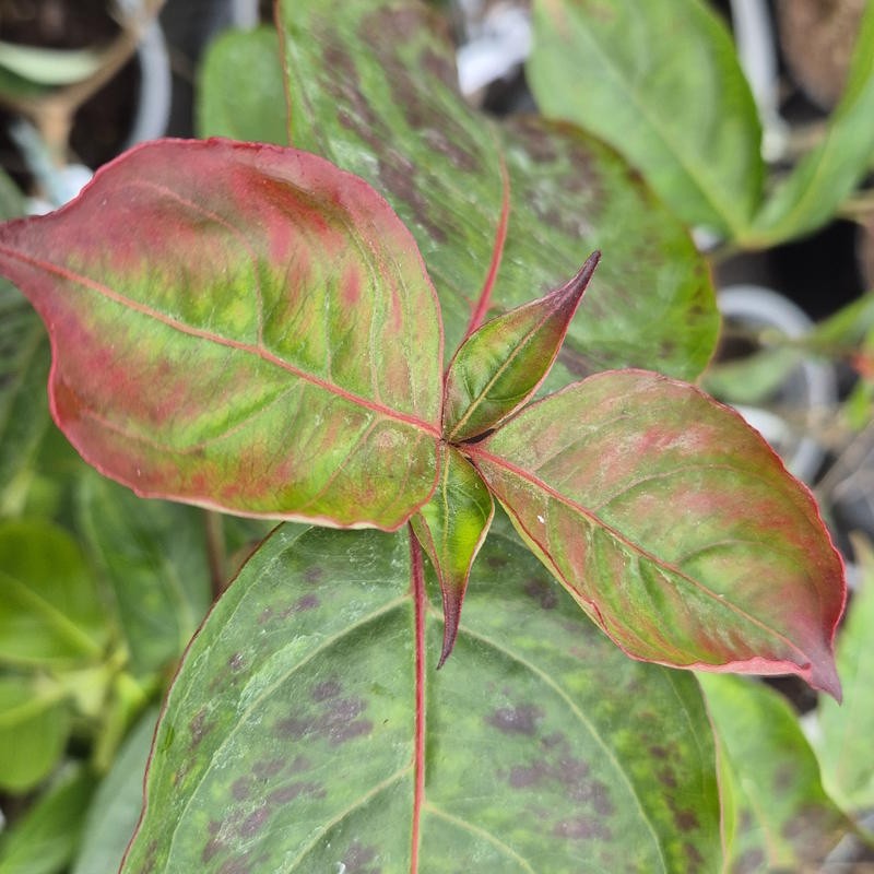 Cornus 'Blooming Merry Tetra' - leaves in late December