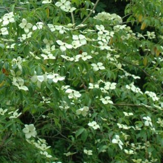 Cornus 'Blooming Merry Tetra' - flower bracts