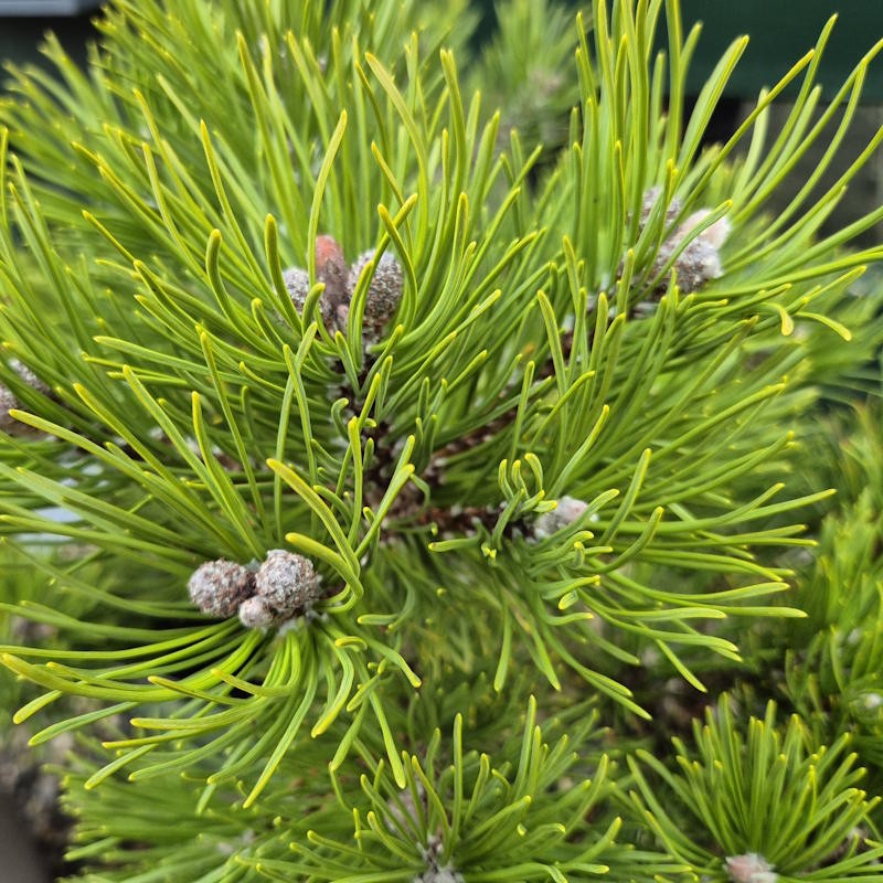 Pinus mugo 'Corley's Mat' - established plant