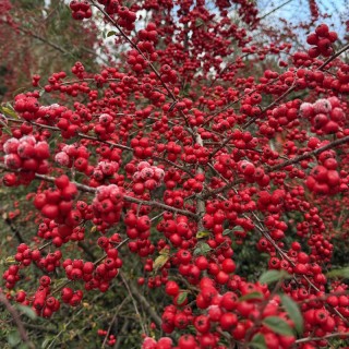 Cotoneaster cooperi 'Nicolette' - berries