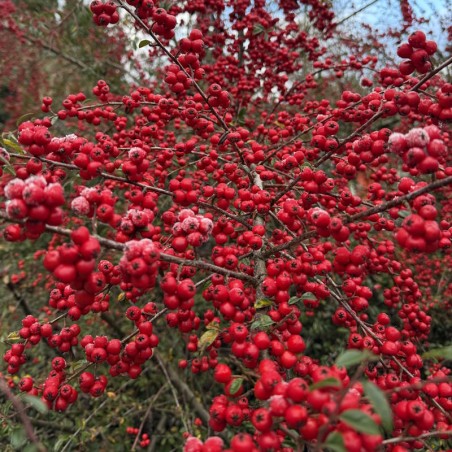 Cotoneaster cooperi 'Nicolette' - berries