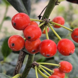 Ilex x 'Nellie R Stevens' - winter berries