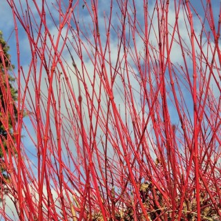 Acer palmatum 'Sango-kaku' - red winter bark