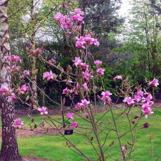 Magnolia 'Vulcan' - spring flowers
