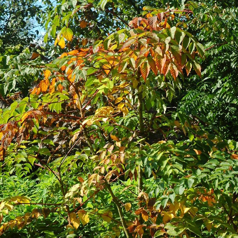 Aralia spinosa - autumn colour