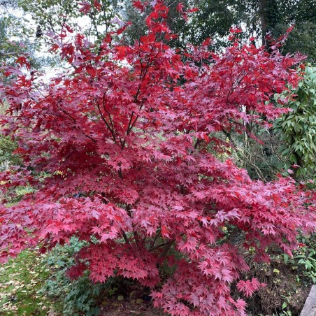 Acer palmatum 'Fireglow' - autumn colour