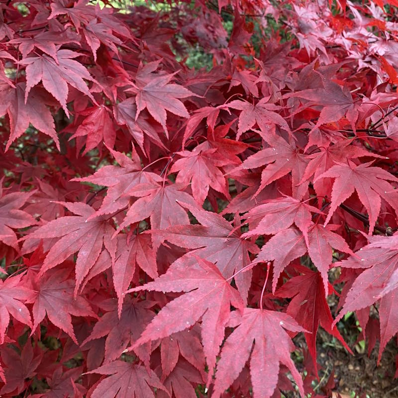 Acer palmatum 'Fireglow' - autumn colour