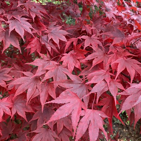 Acer palmatum 'Fireglow' - autumn colour