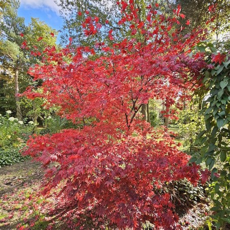 Acer palmatum 'Fireglow' - autumn colour