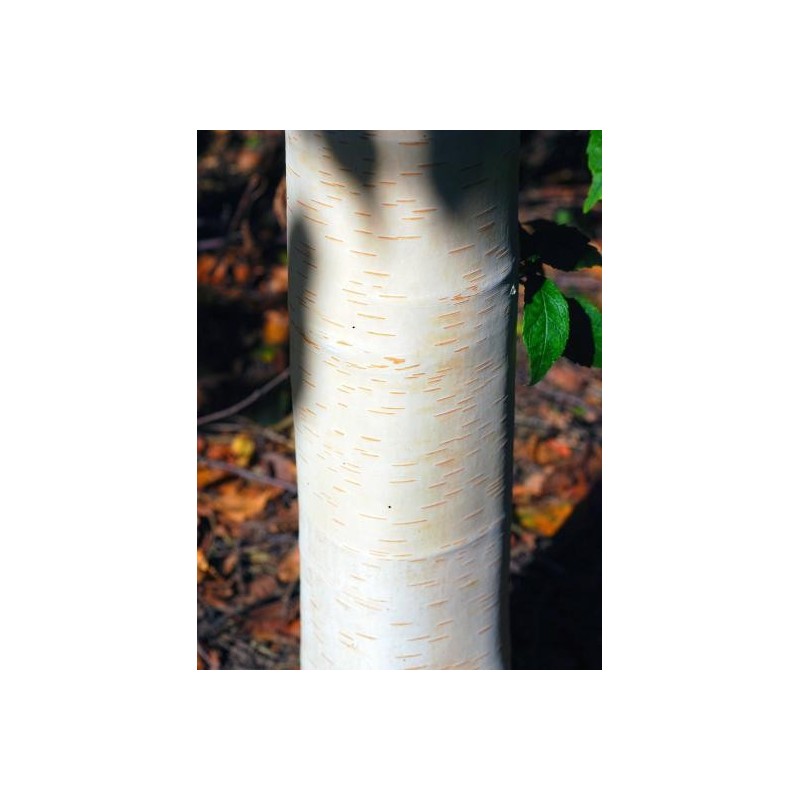 Betula utilis 'Silver Shadow' - close up of silver bark