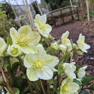 Helleborus 'Diamondfire'  - flowers in late winter