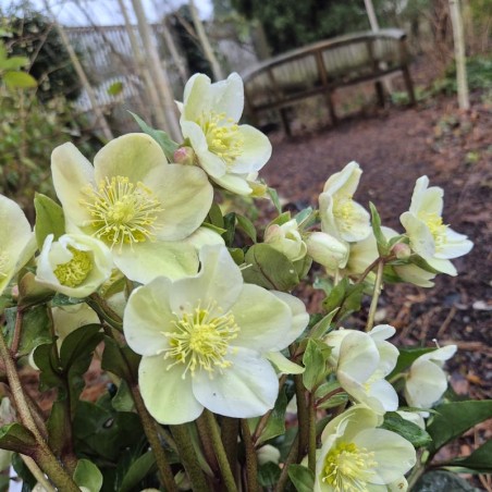 Helleborus 'Diamondfire'  - flowers in late winter
