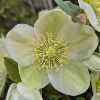 Helleborus 'Diamondfire'  - flowers