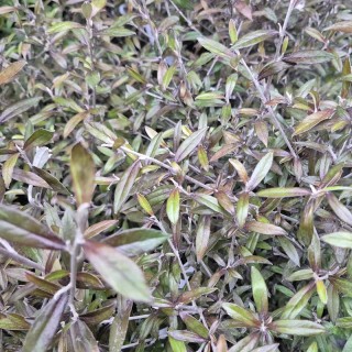 Corokia buddlejoides 'Coco' - foliage